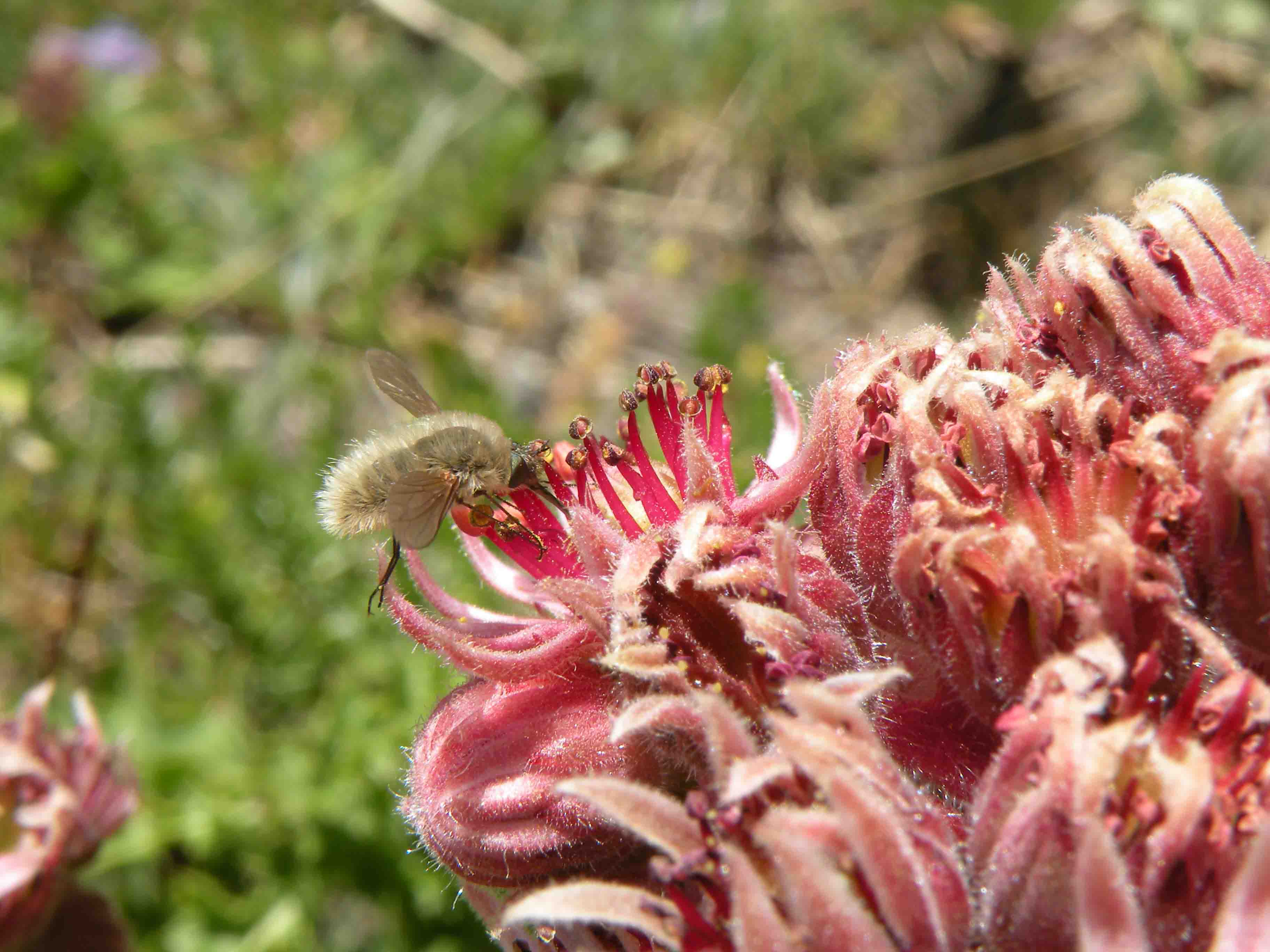 Aiuto identificazione Bombyliidae